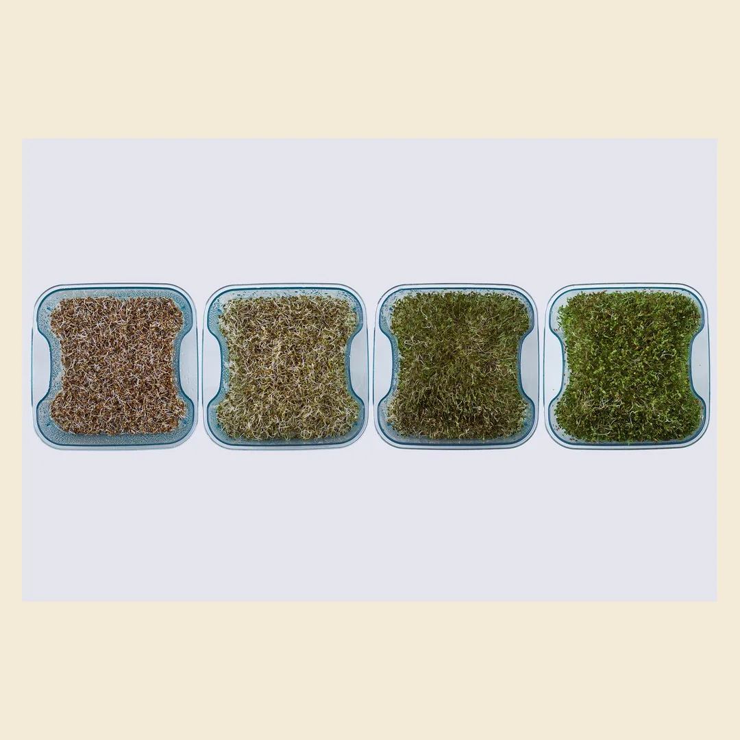 Tres especies fotografiadas en el mismo recipiente, del día 1 al día 4 de cultivo